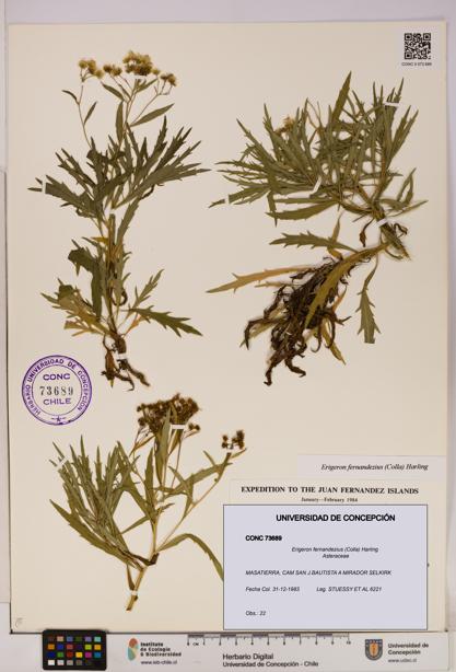 Erigeron fernandezius [Espécimen: UDEC:CONC:0073689]