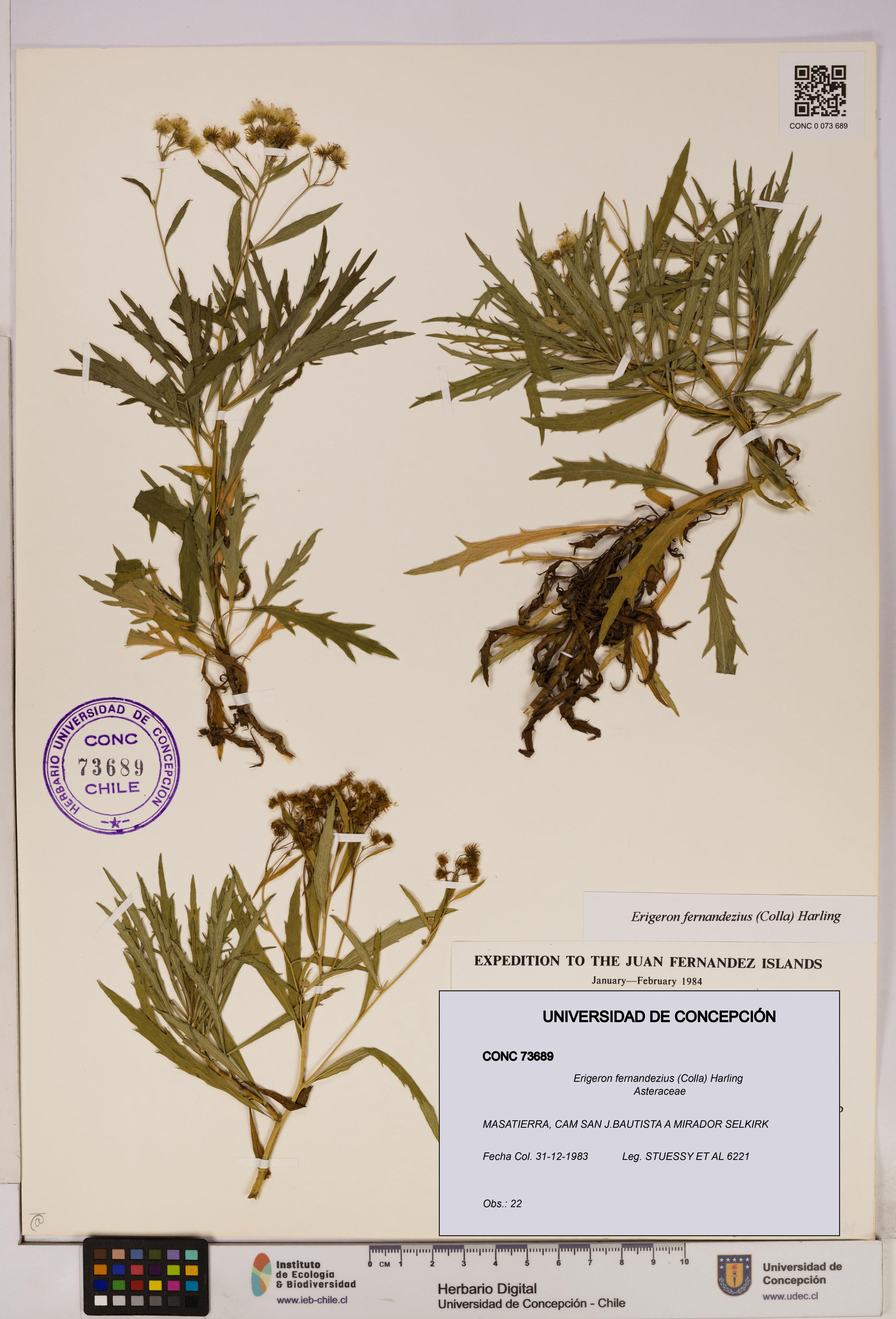 Erigeron fernandezius [Espécimen: UDEC:CONC:0073689]