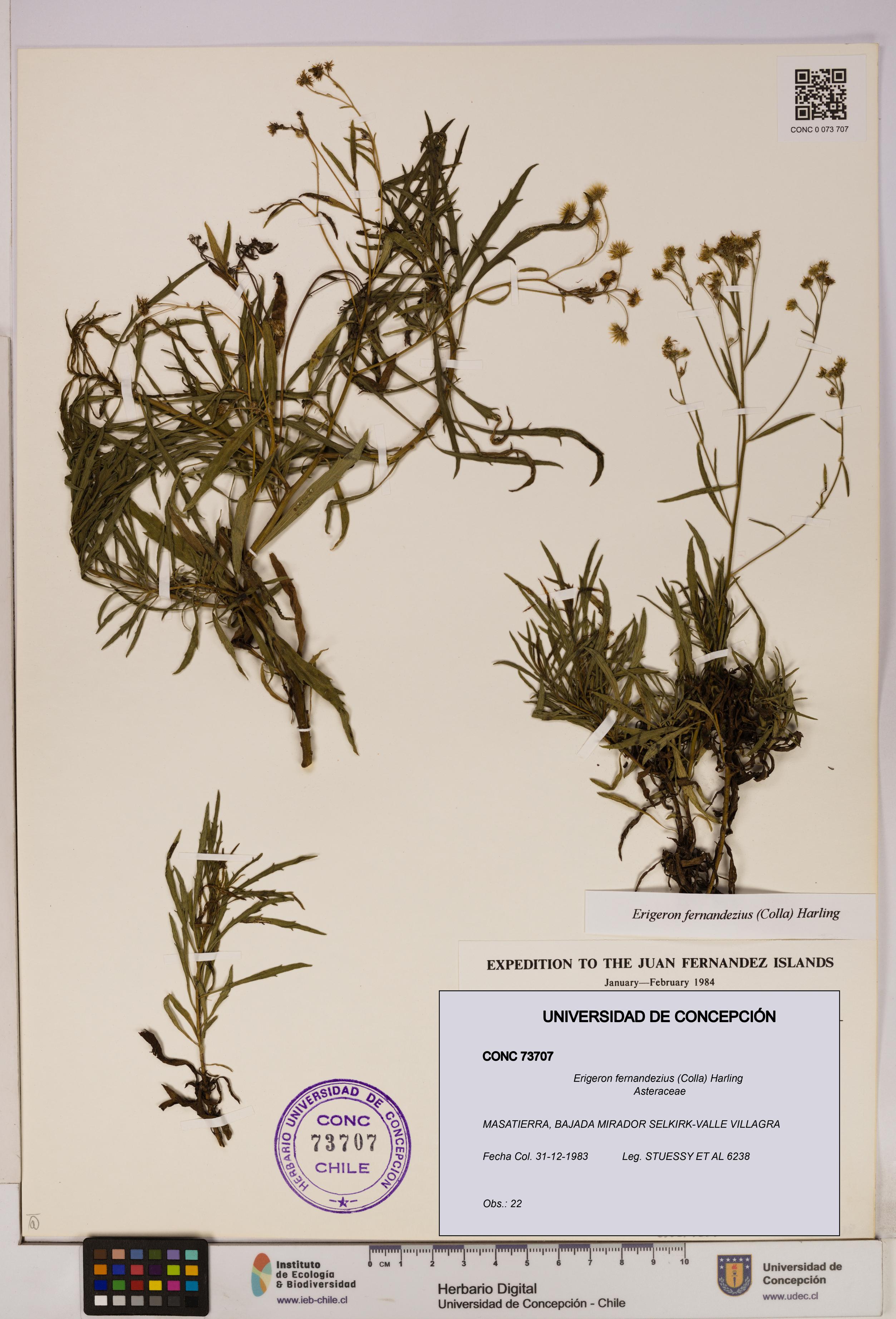Erigeron fernandezius [Espécimen: UDEC:CONC:0073707]