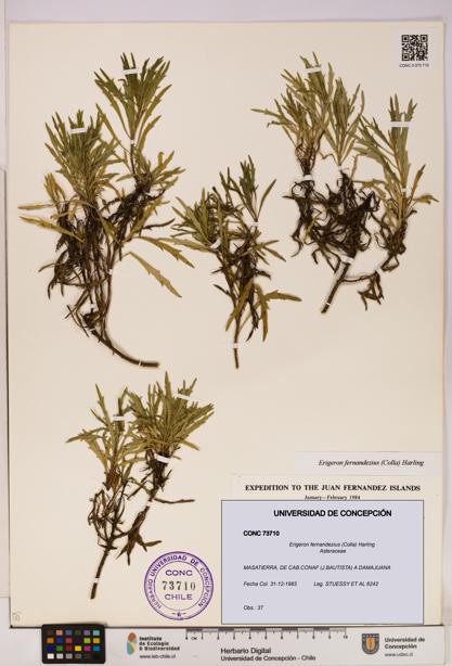Erigeron fernandezius [Espécimen: UDEC:CONC:0073710]