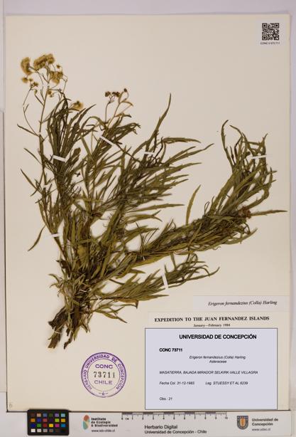 Erigeron fernandezius [Espécimen: UDEC:CONC:0073711]
