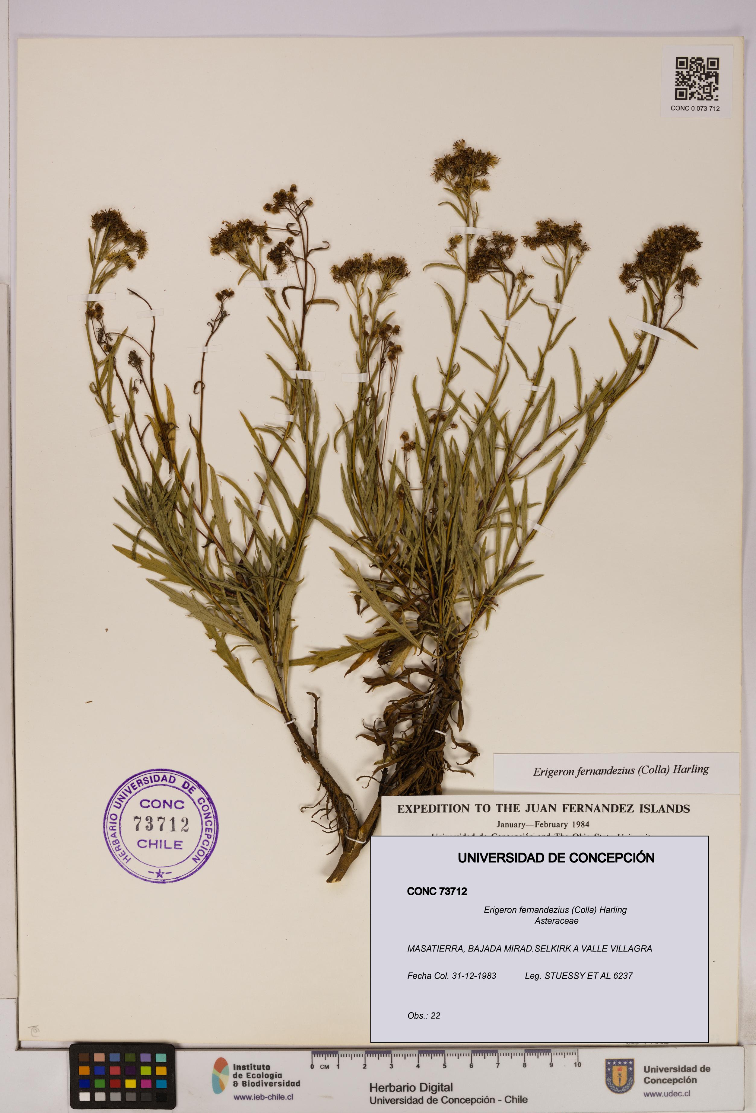 Erigeron fernandezius [Espécimen: UDEC:CONC:0073712]
