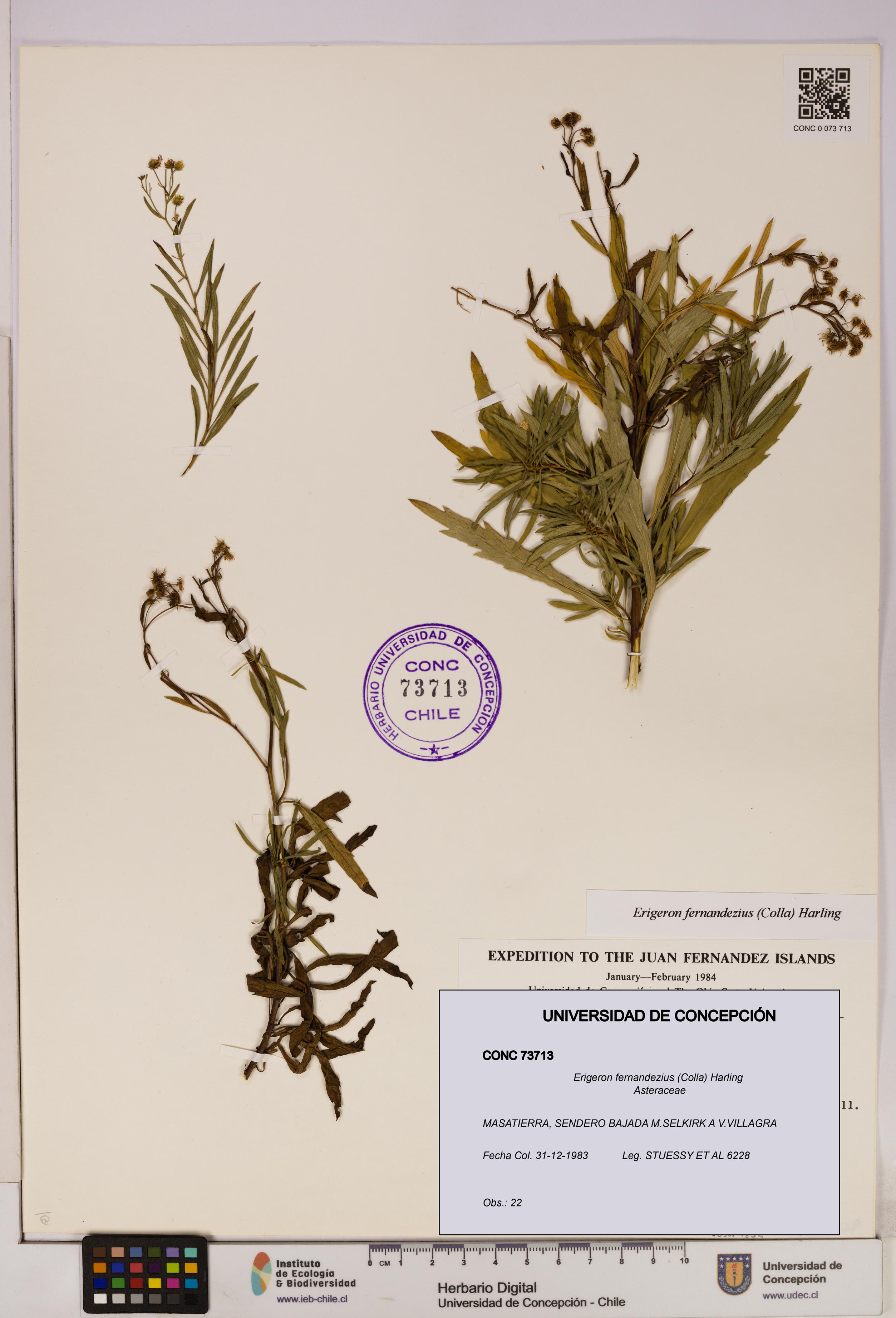 Erigeron fernandezius [Espécimen: UDEC:CONC:0073713]