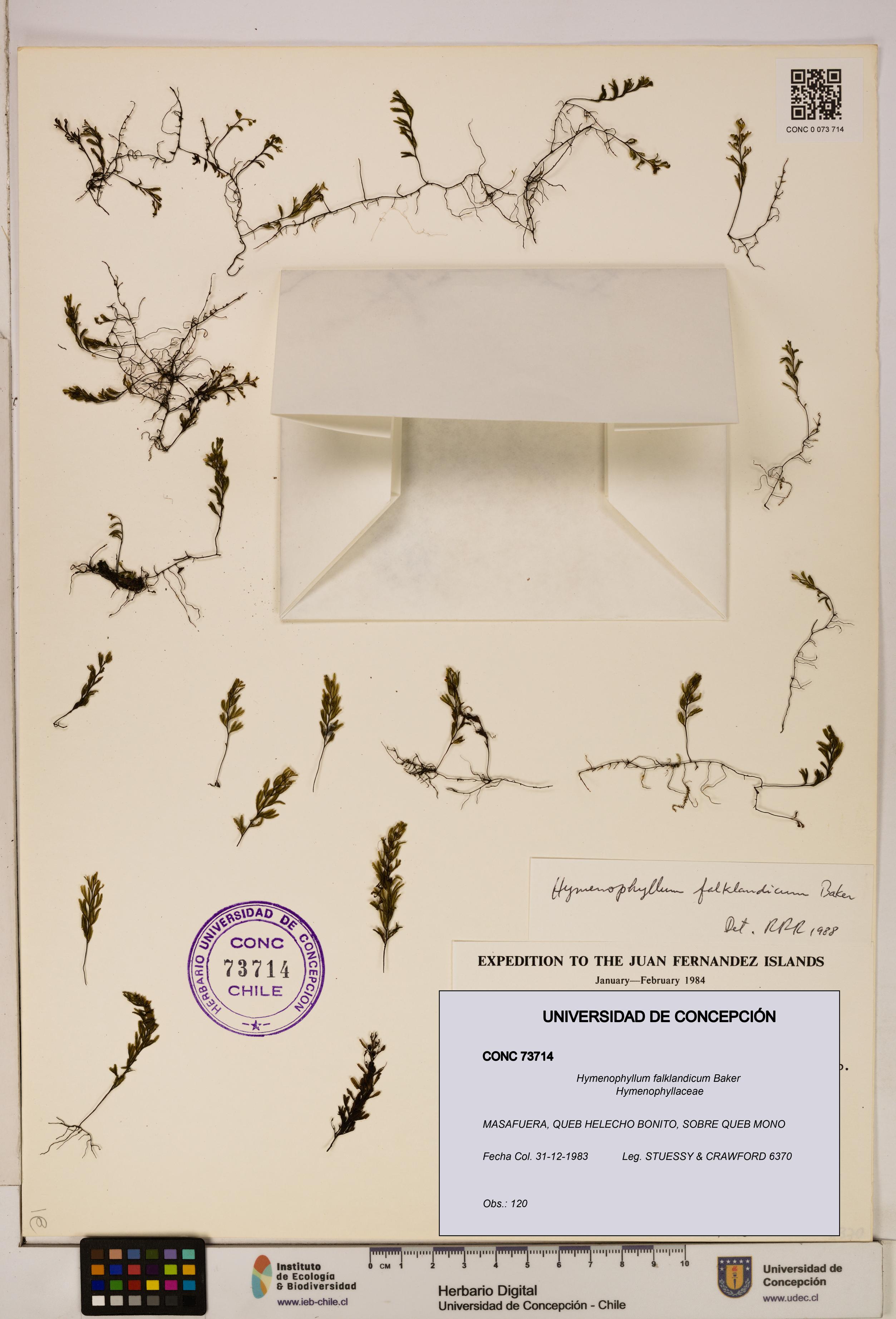 Hymenophyllum falklandicum [Espécimen: UDEC:CONC:0073714]