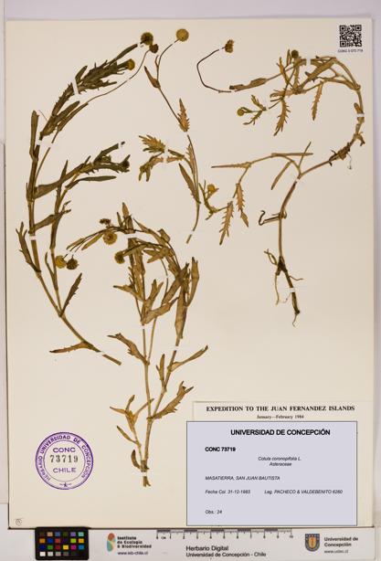 Cotula coronopifolia [Espécimen: UDEC:CONC:0073719]