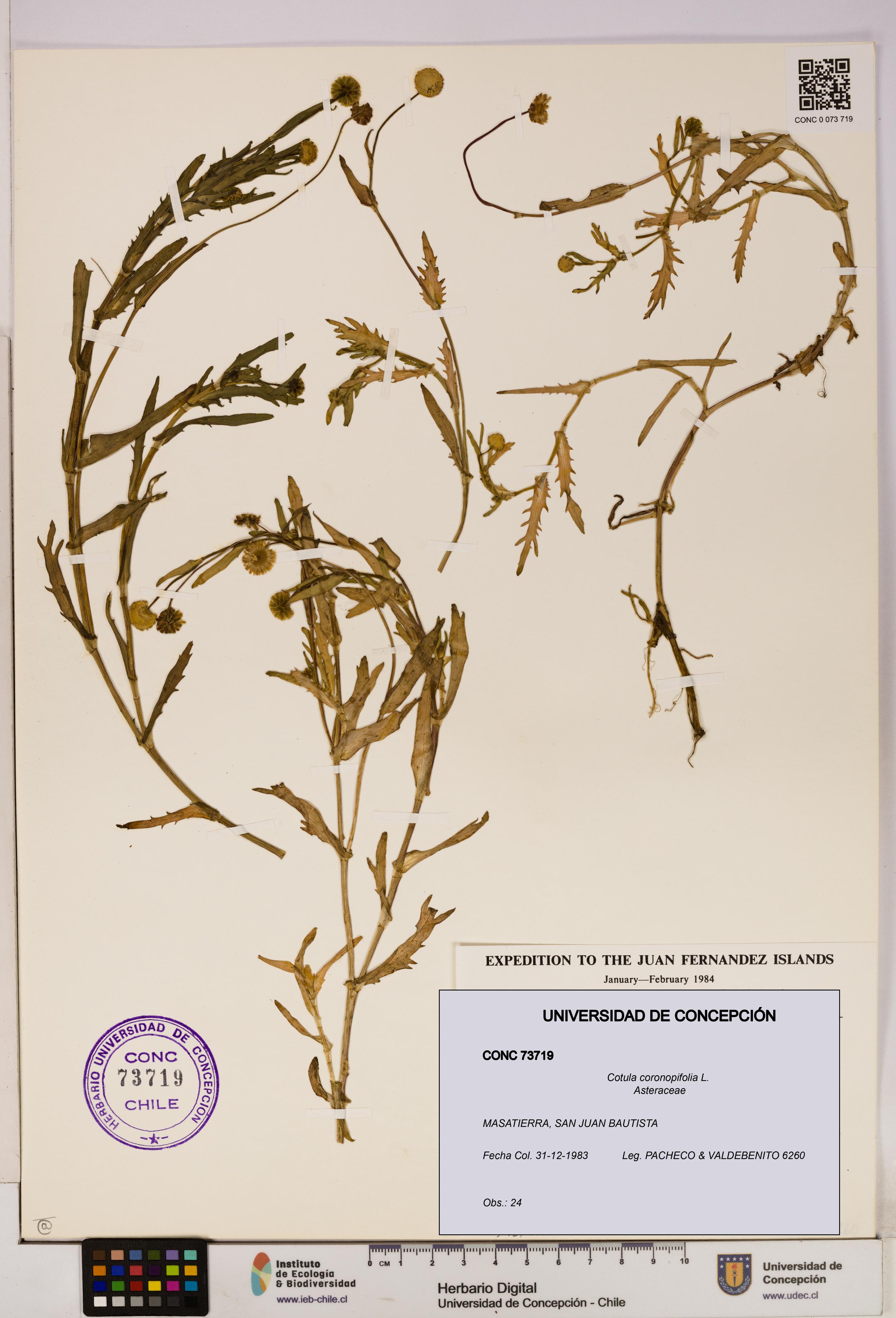 Cotula coronopifolia [Espécimen: UDEC:CONC:0073719]