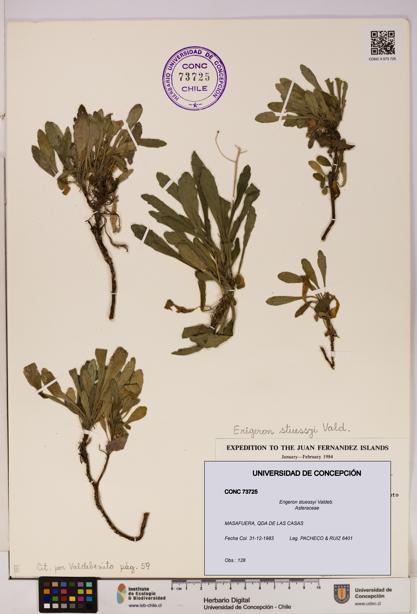 Erigeron stuessyi [Espécimen: UDEC:CONC:0073725]