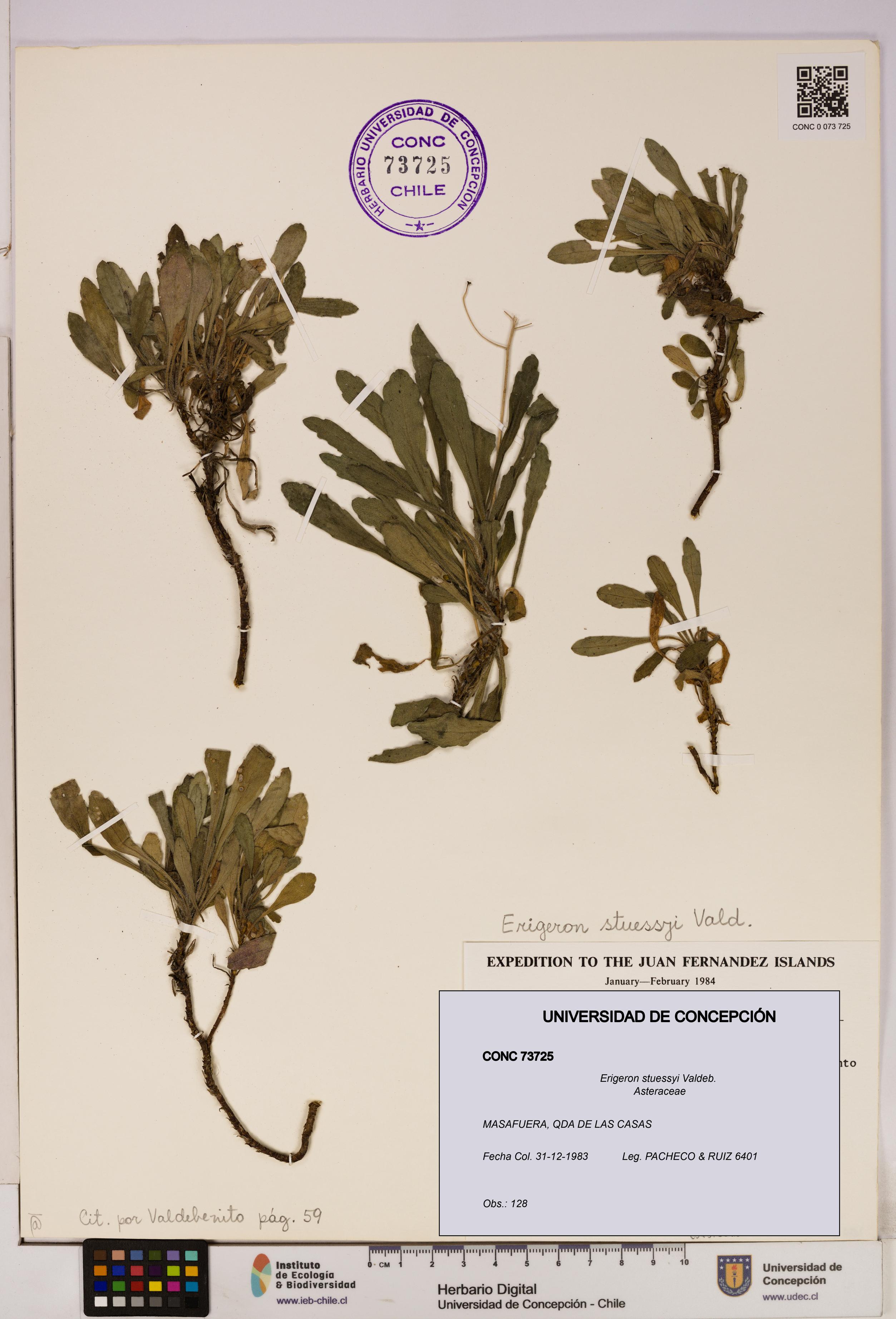 Erigeron stuessyi [Espécimen: UDEC:CONC:0073725]