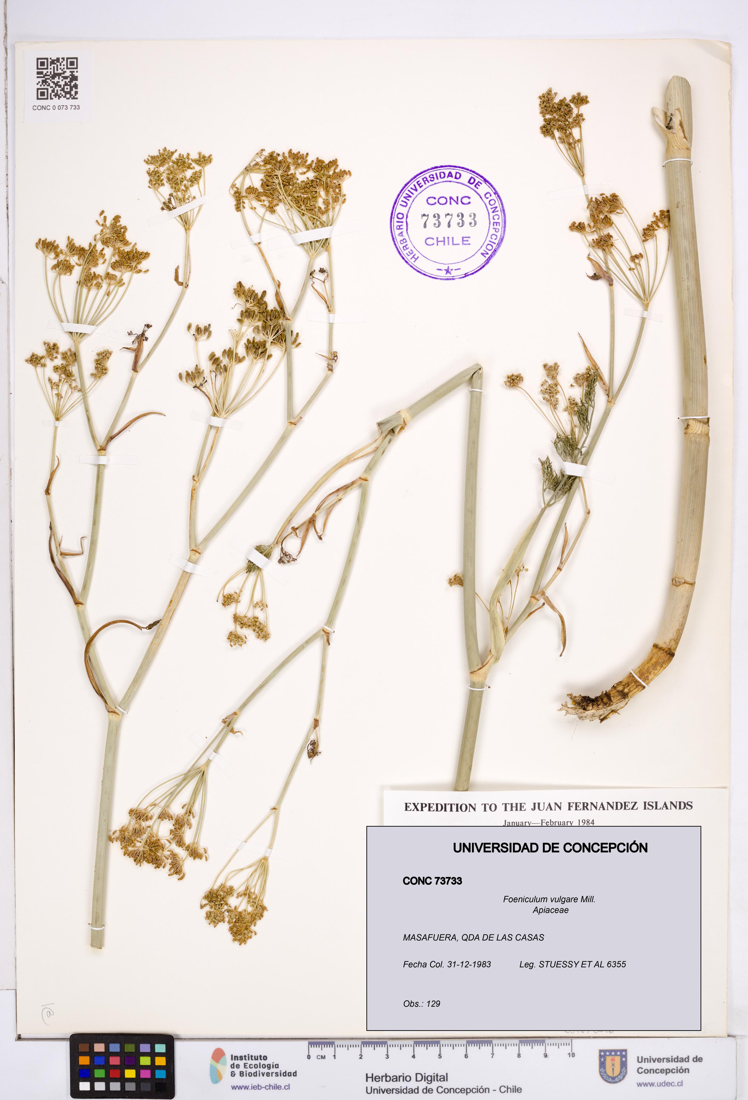 Foeniculum vulgare [Espécimen: ]