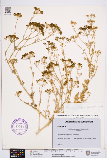 Petroselinum crispum [Espécimen: ]