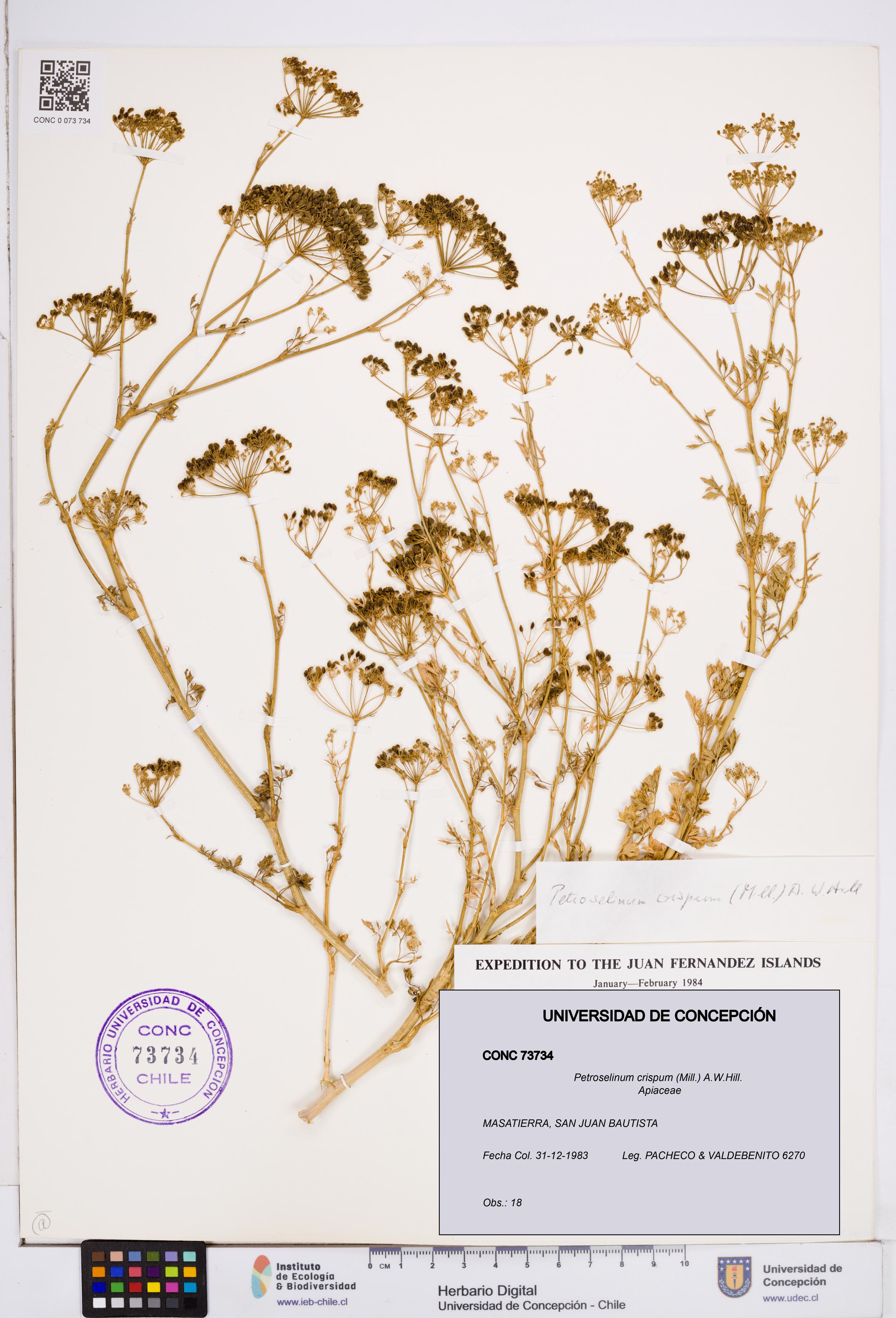 Petroselinum crispum [Espécimen: ]