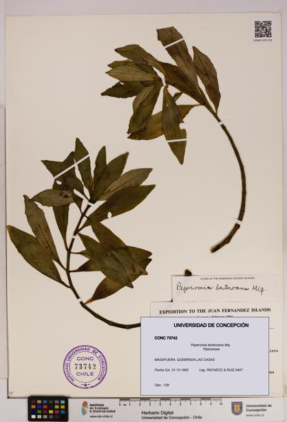 Peperomia berteroana [Espécimen: UDEC:CONC:0073742]