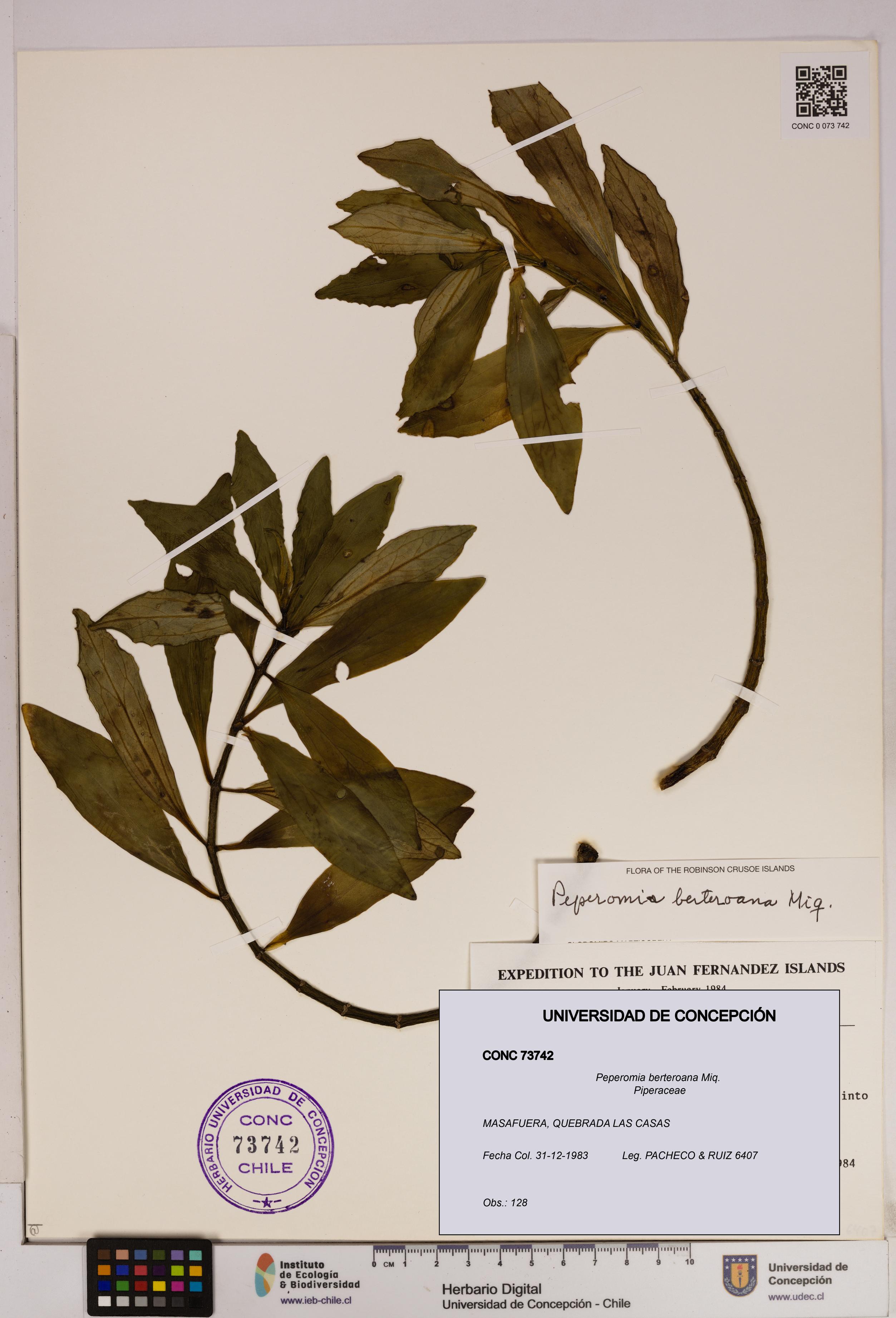 Peperomia berteroana [Espécimen: UDEC:CONC:0073742]