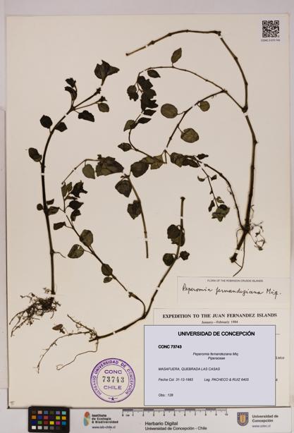Peperomia fernandeziana [Espécimen: UDEC:CONC:0073743]