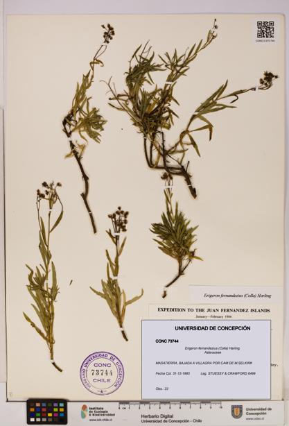 Erigeron fernandezius [Espécimen: UDEC:CONC:0073744]
