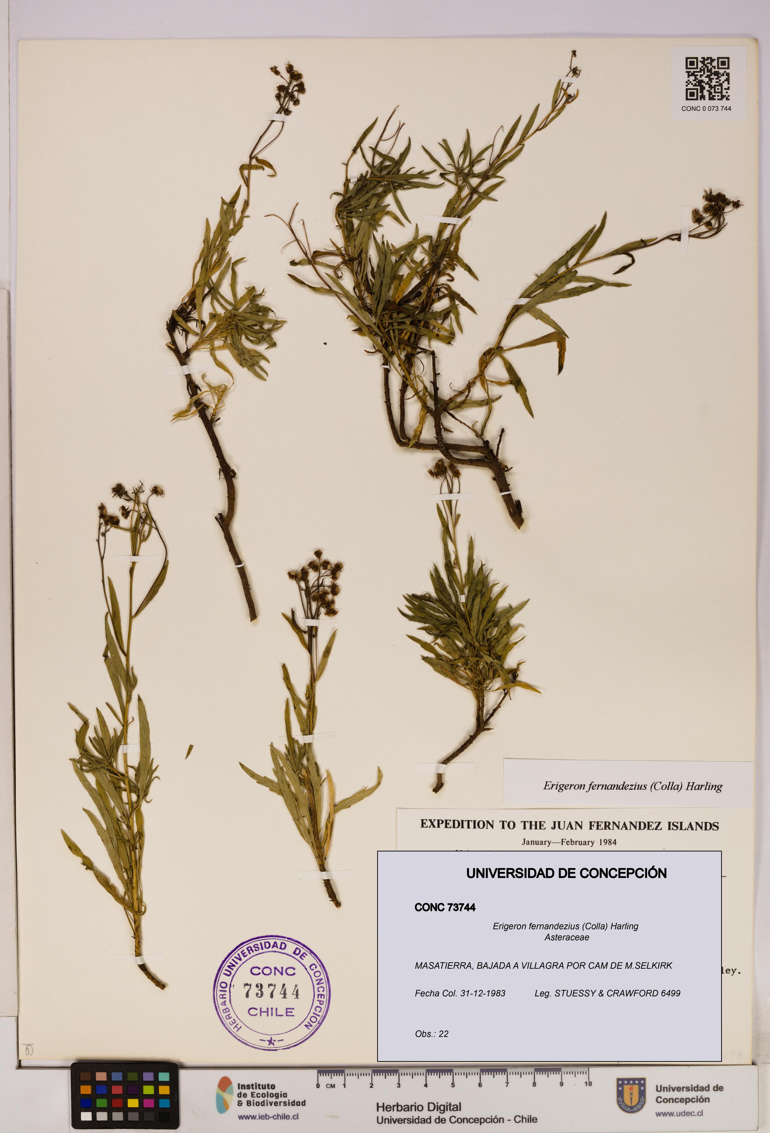 Erigeron fernandezius [Espécimen: UDEC:CONC:0073744]