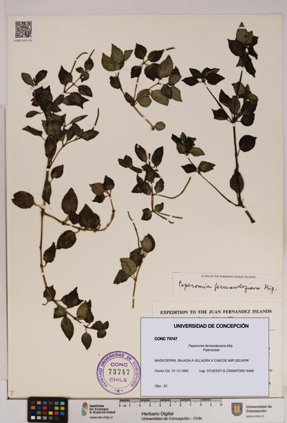 Peperomia fernandeziana [Espécimen: UDEC:CONC:0073747]