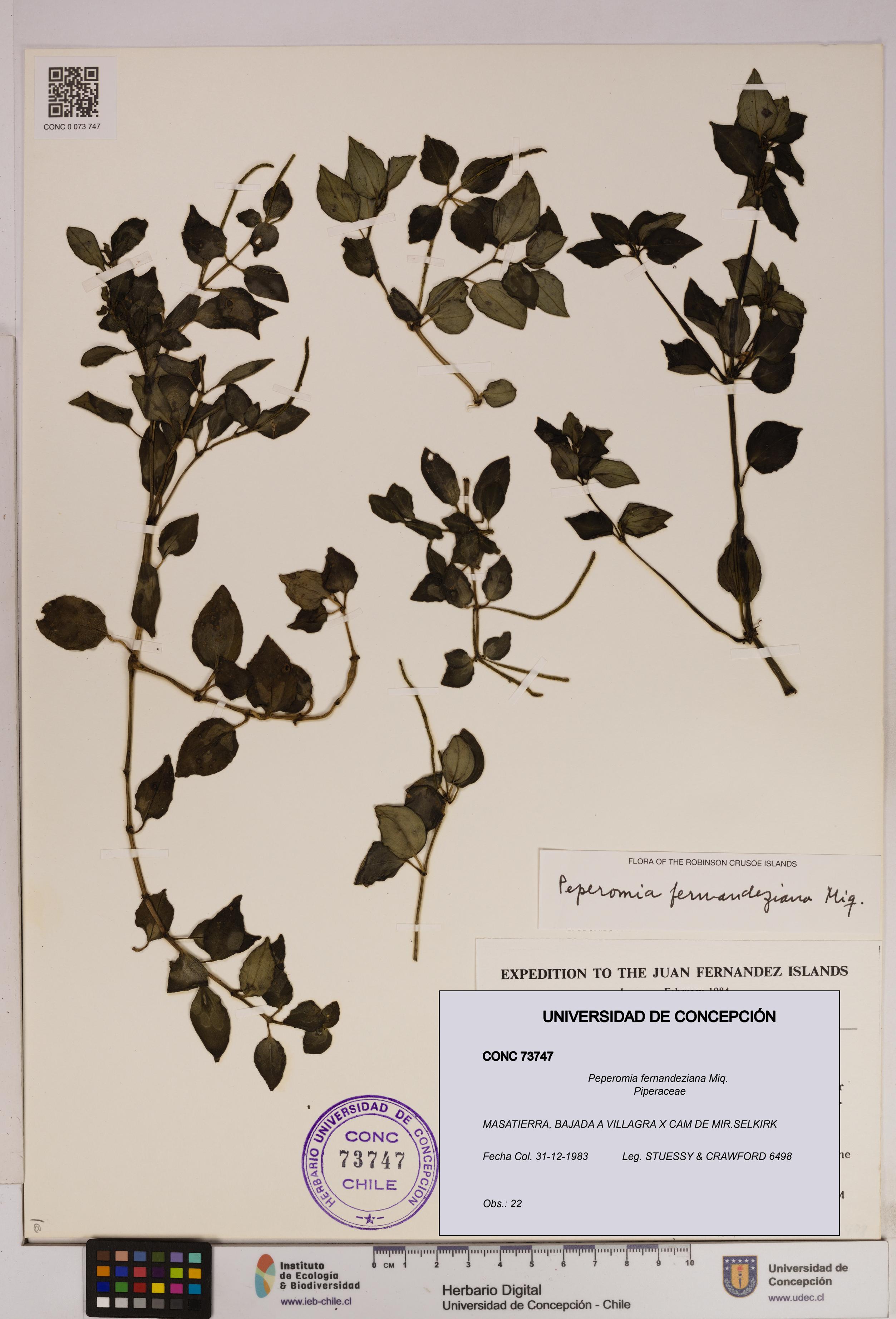 Peperomia fernandeziana [Espécimen: UDEC:CONC:0073747]