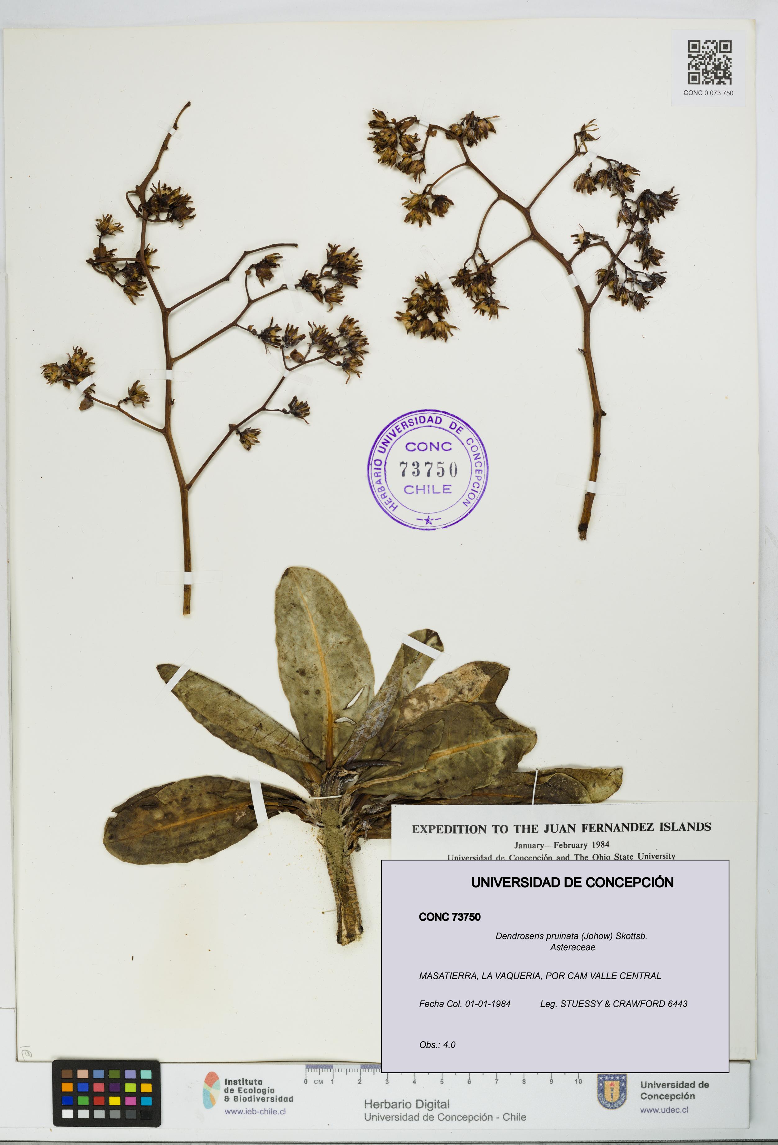 Dendroseris pruinata [Espécimen: UDEC:CONC:0073750]