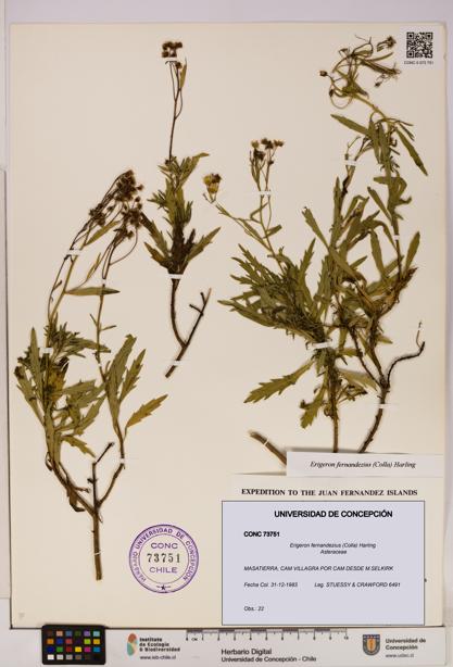 Erigeron fernandezius [Espécimen: UDEC:CONC:0073751]