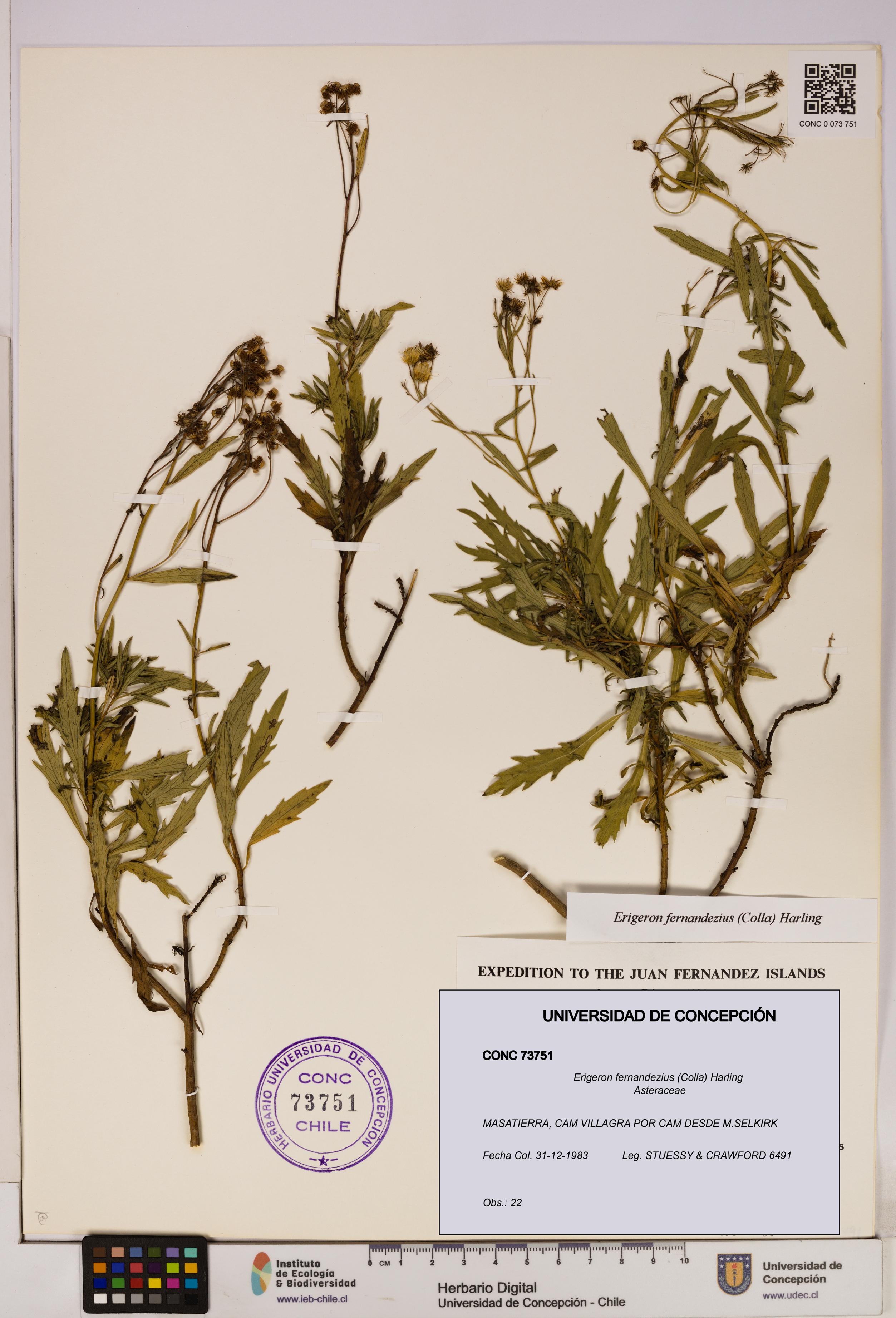 Erigeron fernandezius [Espécimen: UDEC:CONC:0073751]