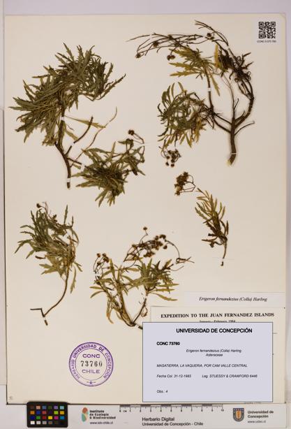 Erigeron fernandezius [Espécimen: UDEC:CONC:0073760]