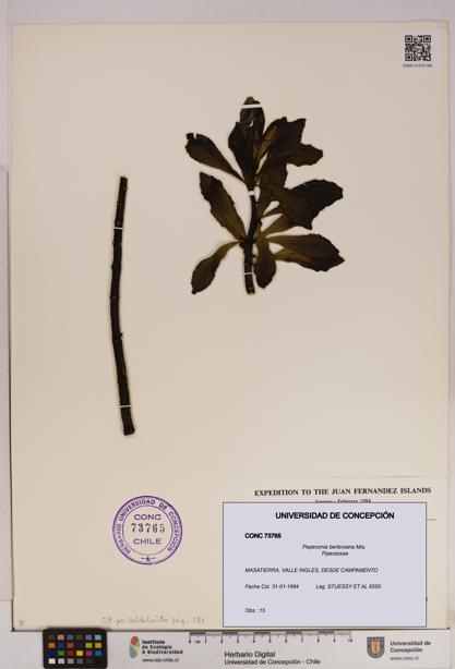 Peperomia berteroana [Espécimen: UDEC:CONC:0073765]