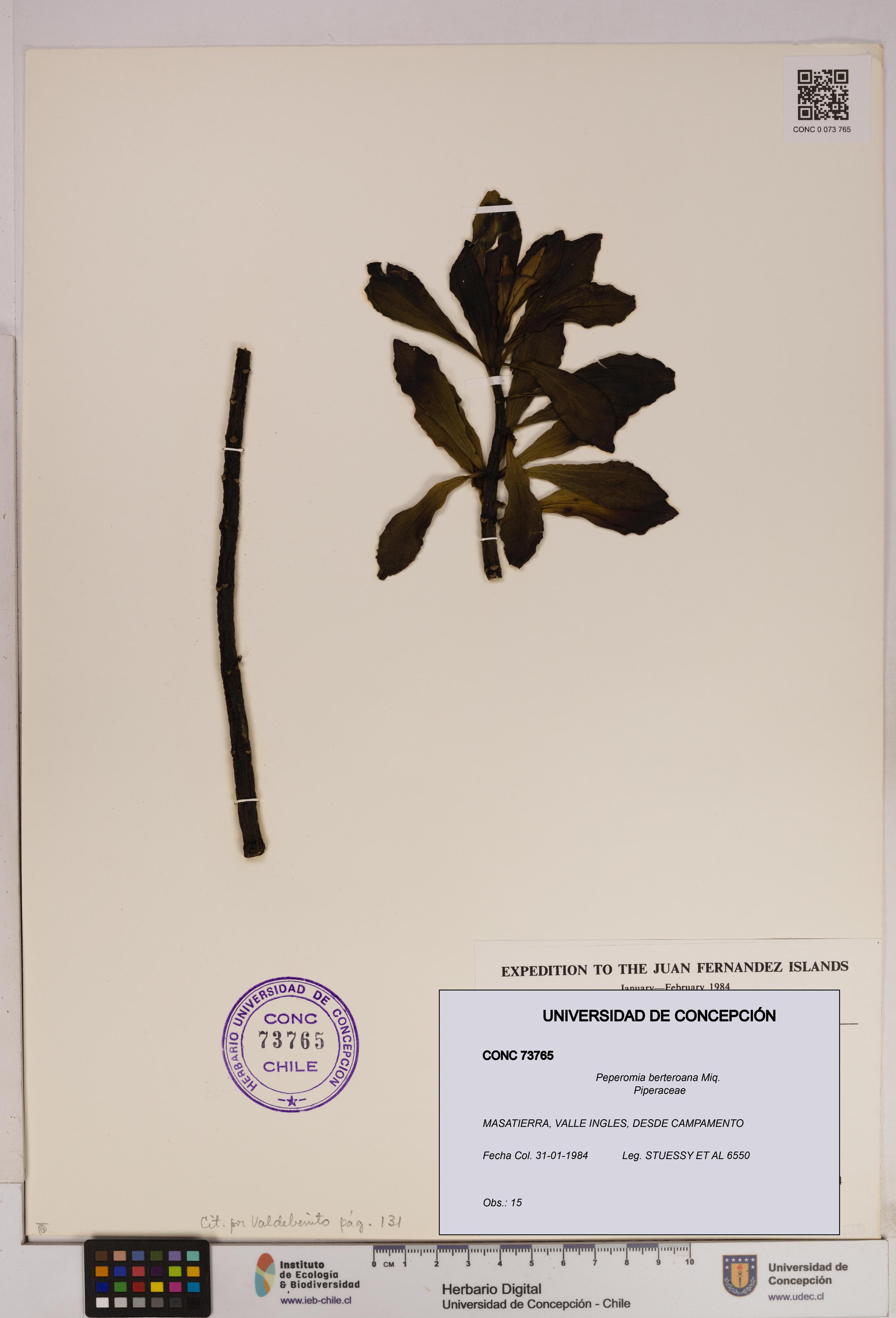 Peperomia berteroana [Espécimen: UDEC:CONC:0073765]