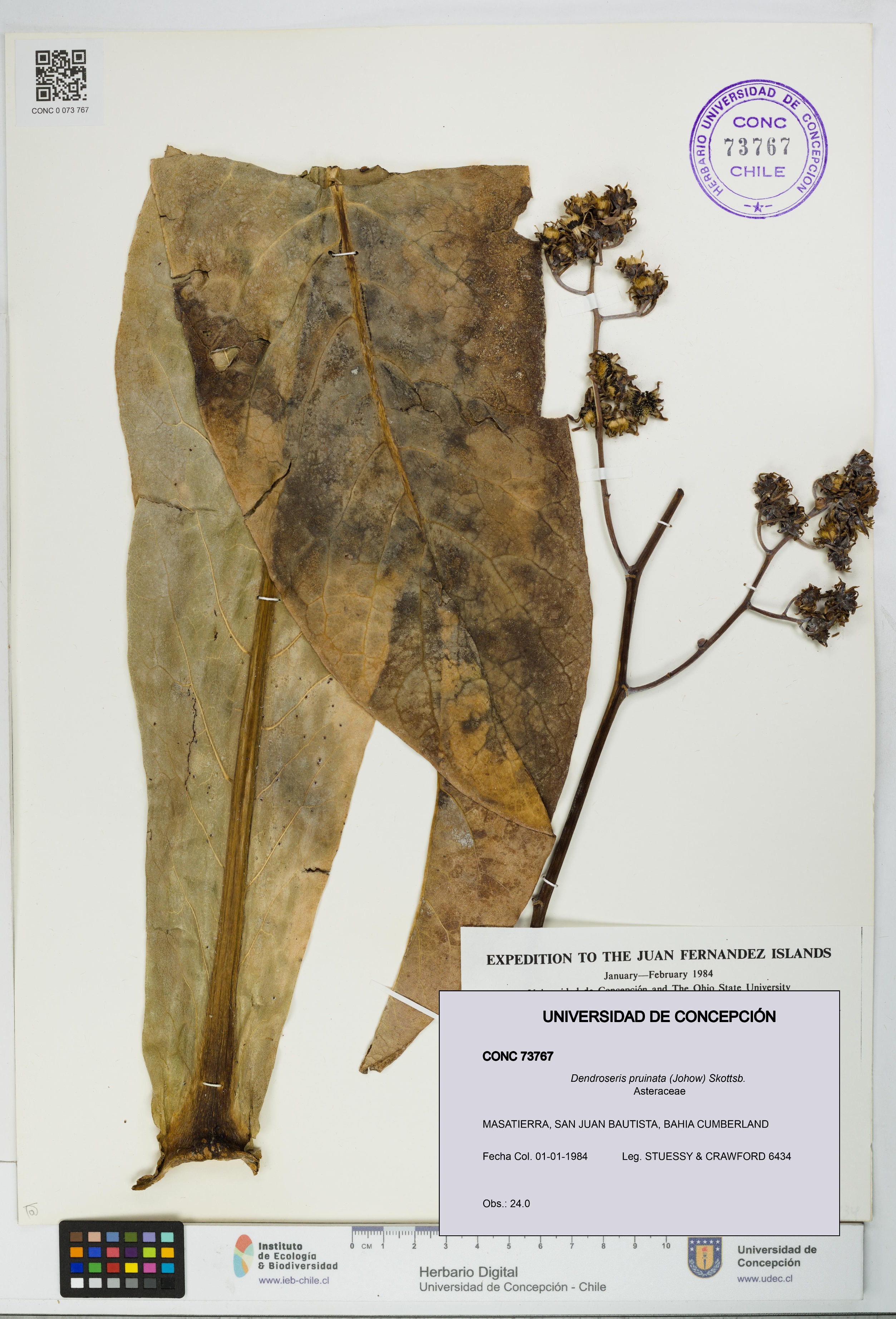 Dendroseris pruinata [Espécimen: UDEC:CONC:0073767]
