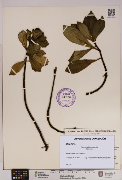 Peperomia berteroana [Espécimen: UDEC:CONC:0073776]