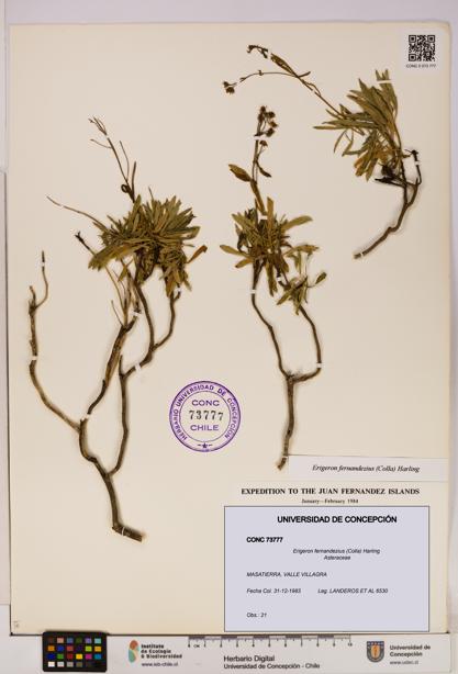 Erigeron fernandezius [Espécimen: UDEC:CONC:0073777]