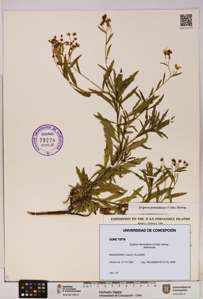 Erigeron fernandezius [Espécimen: UDEC:CONC:0073779]