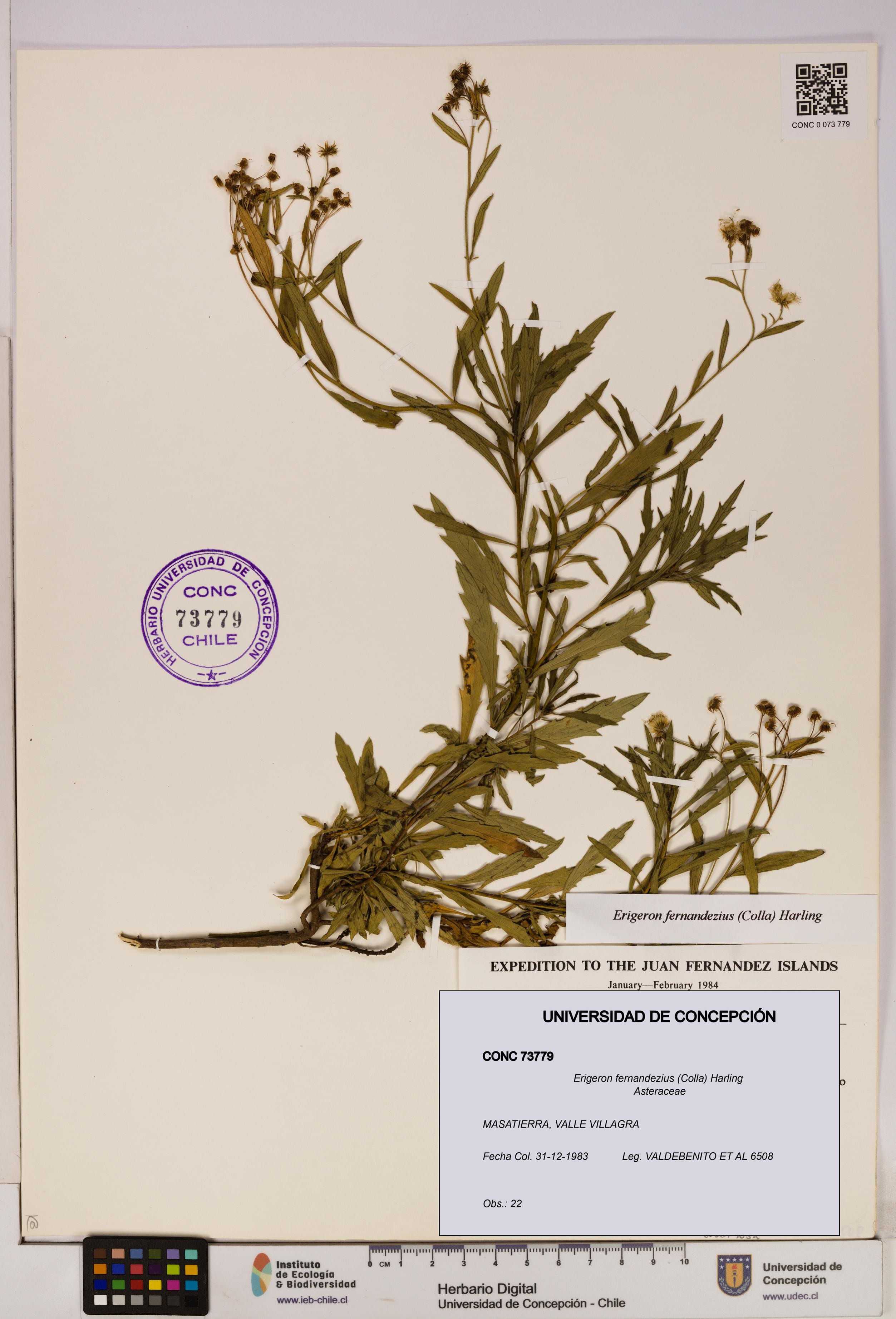Erigeron fernandezius [Espécimen: UDEC:CONC:0073779]