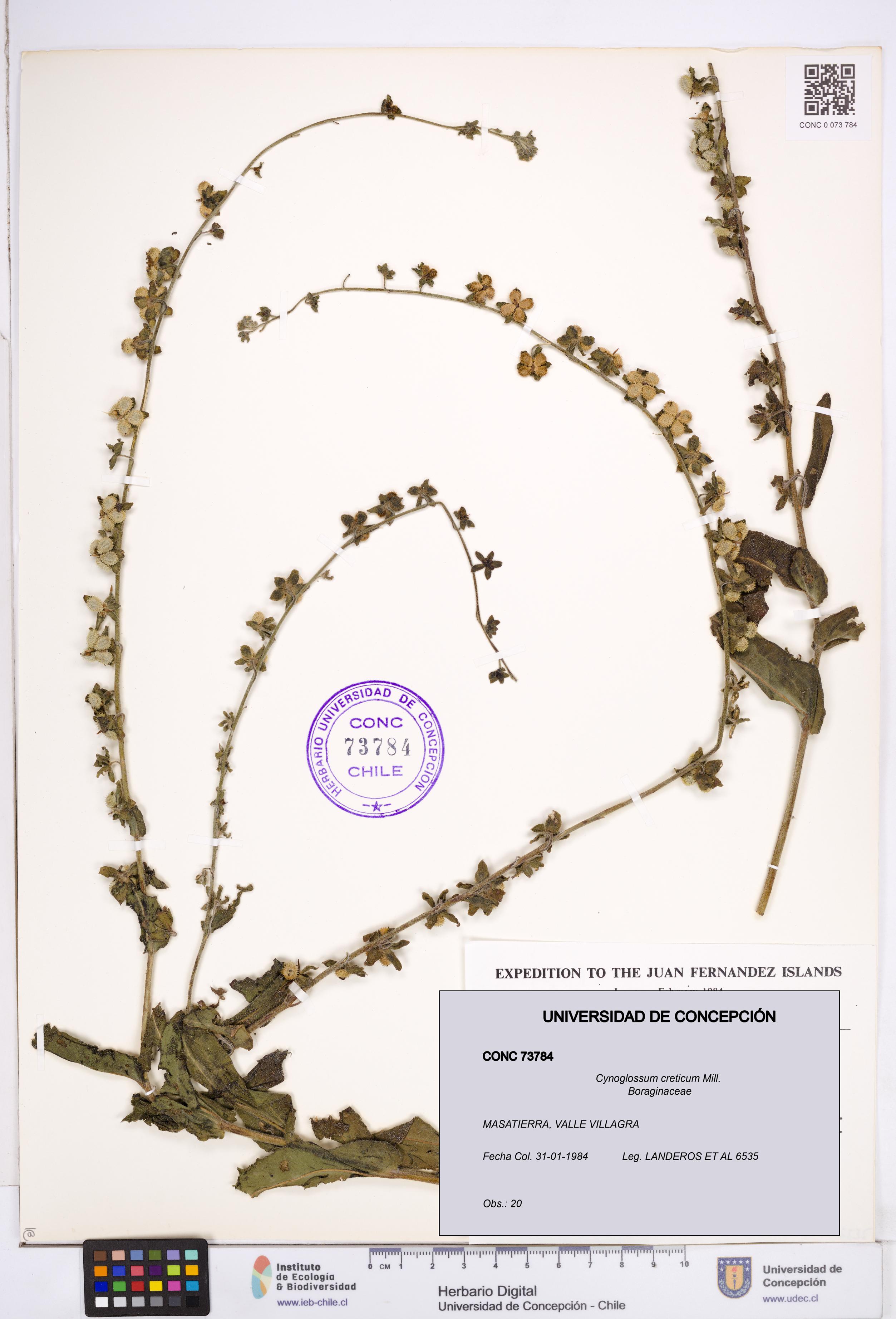 Cynoglossum creticum [Espécimen: ]