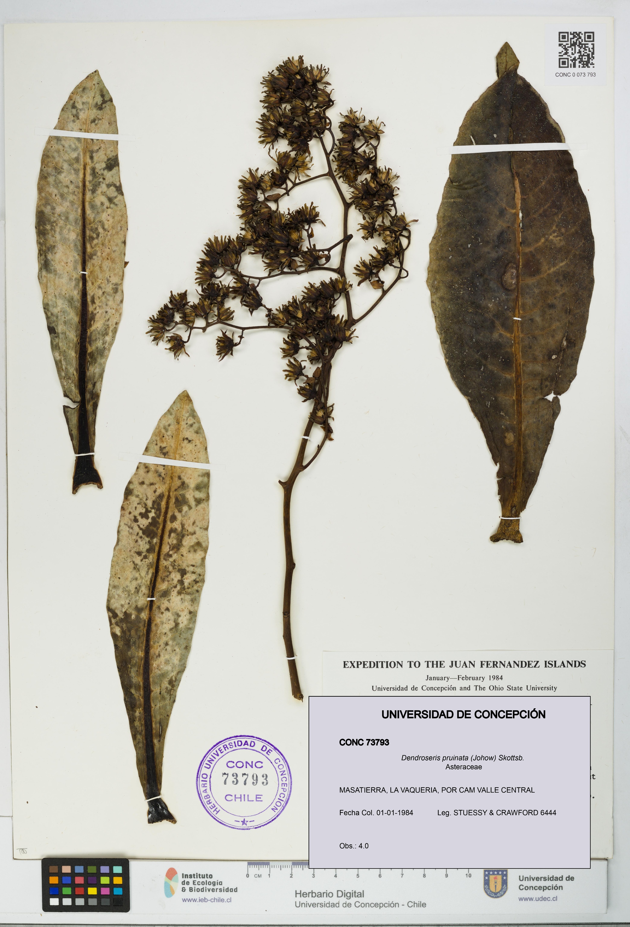 Dendroseris pruinata [Espécimen: UDEC:CONC:0073793]