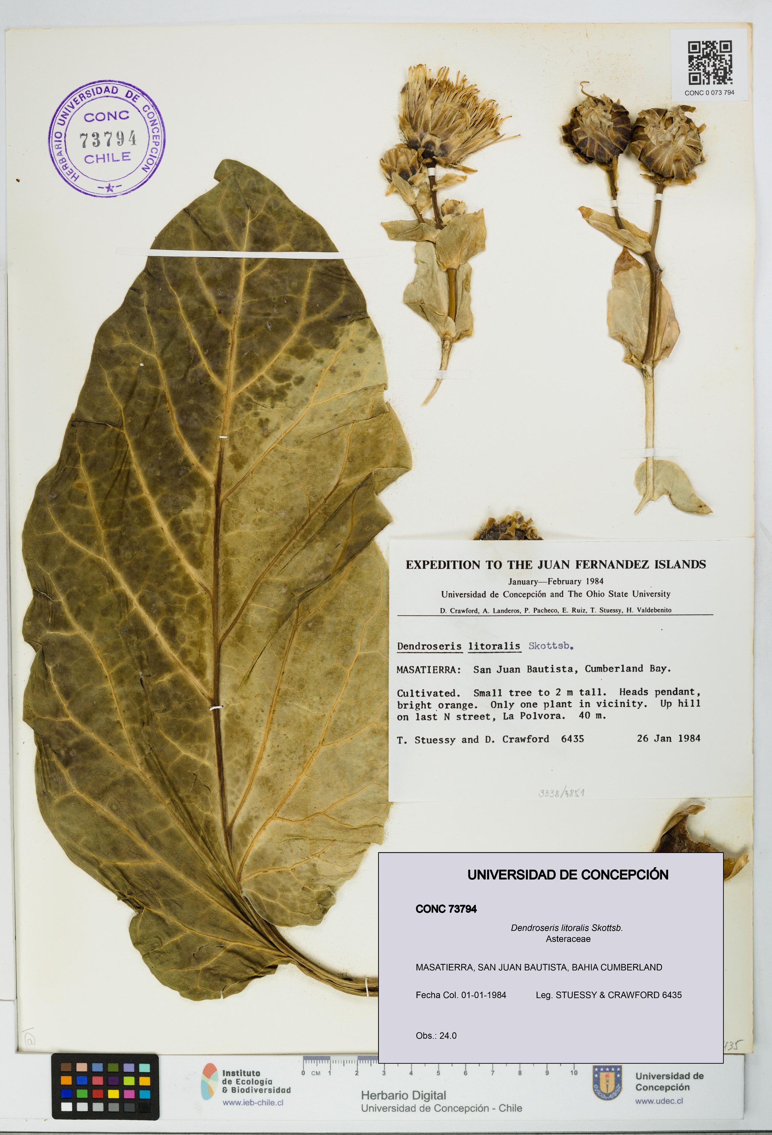 Dendroseris litoralis [Espécimen: UDEC:CONC:0073794]