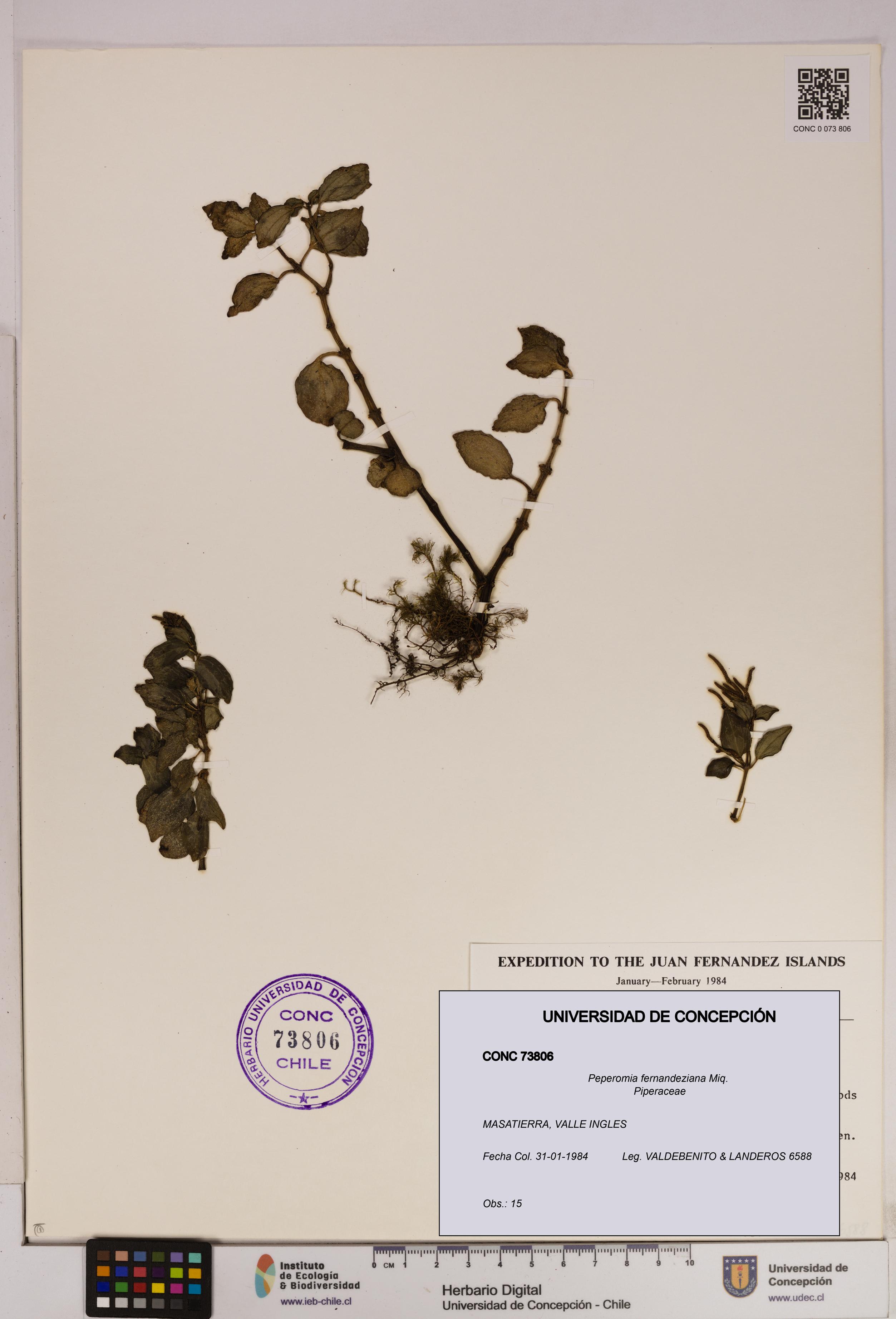 Peperomia fernandeziana [Espécimen: UDEC:CONC:0073806]