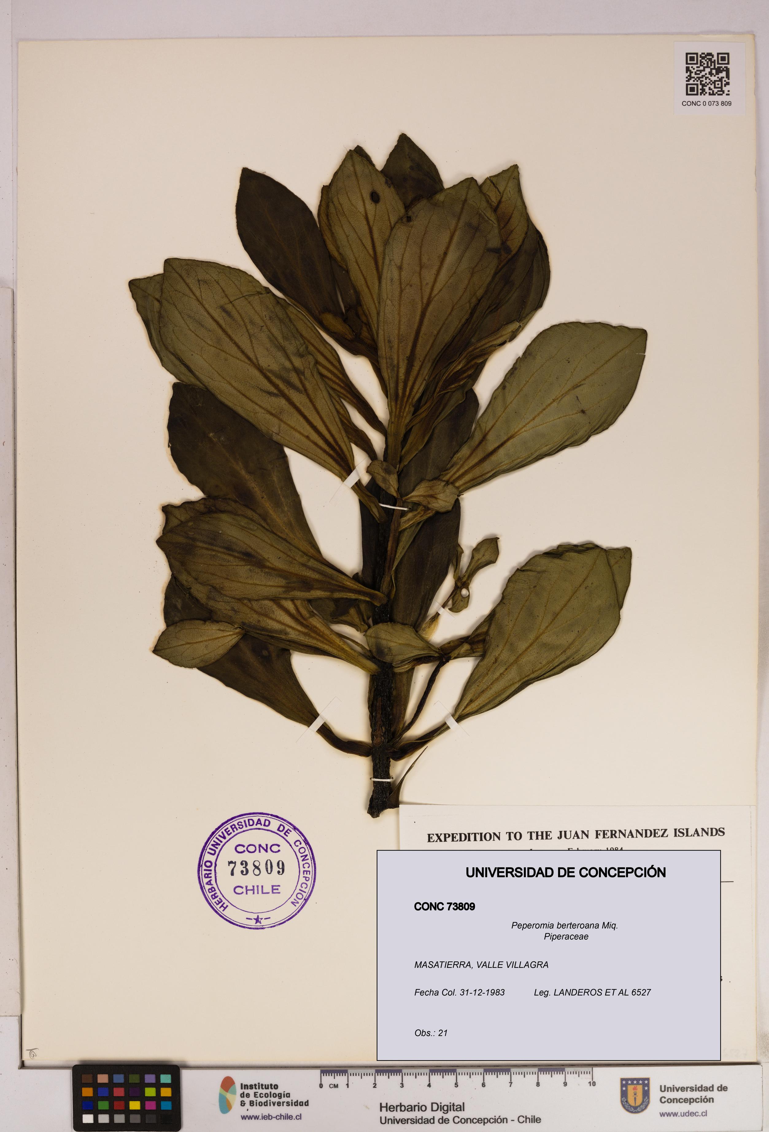 Peperomia berteroana [Espécimen: UDEC:CONC:0073809]