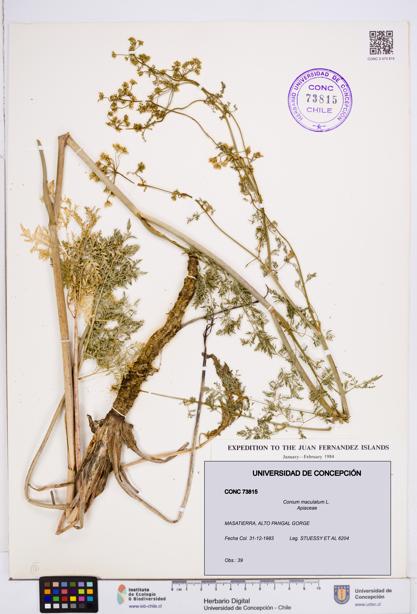 Conium maculatum [Espécimen: ]