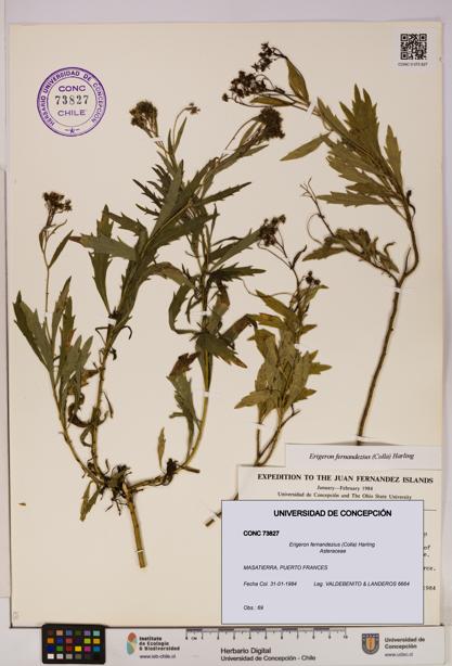 Erigeron fernandezius [Espécimen: UDEC:CONC:0073827]