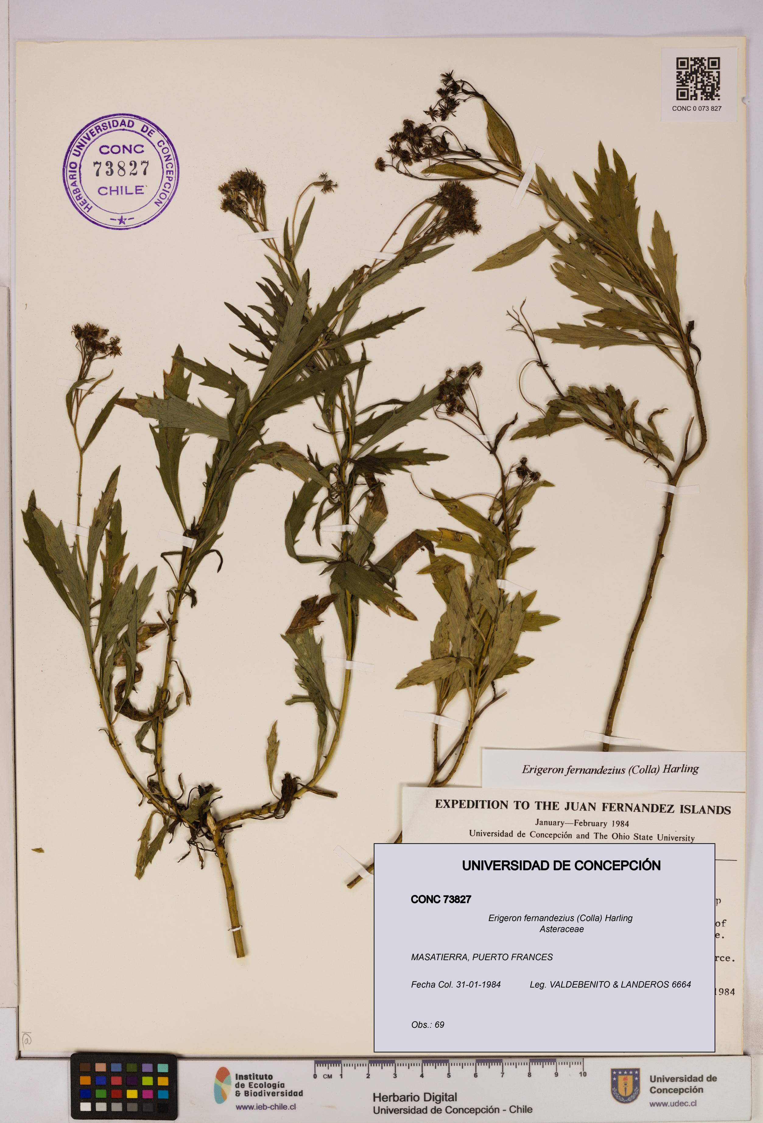 Erigeron fernandezius [Espécimen: UDEC:CONC:0073827]