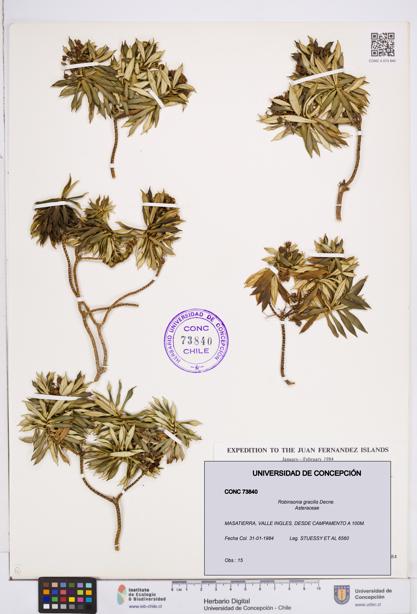 Robinsonia gracilis [Espécimen: ]