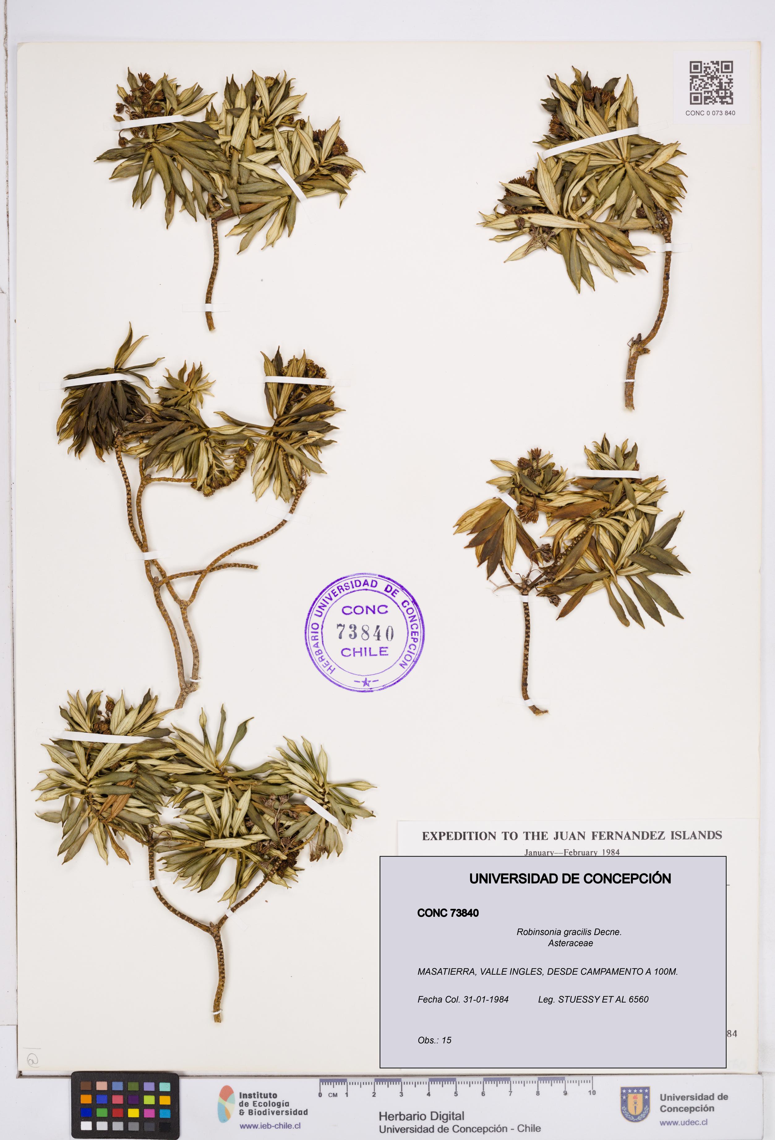 Robinsonia gracilis [Espécimen: ]