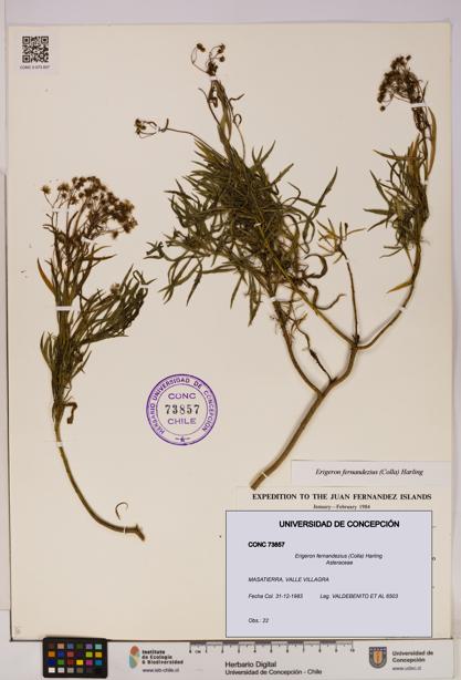 Erigeron fernandezius [Espécimen: UDEC:CONC:0073857]