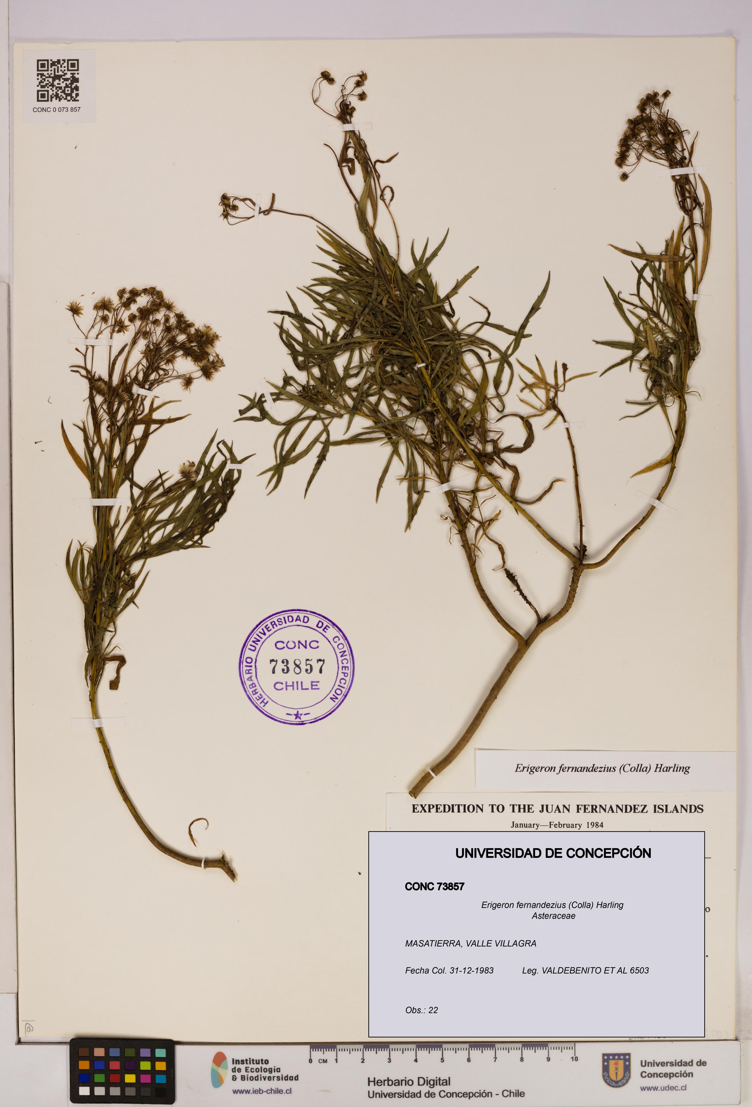 Erigeron fernandezius [Espécimen: UDEC:CONC:0073857]