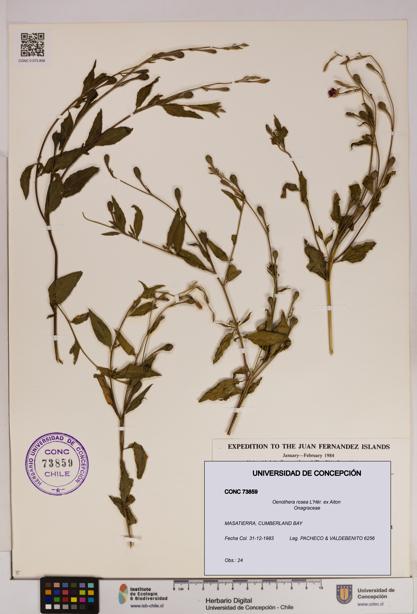 Oenothera rosea [Espécimen: UDEC:CONC:0073859]