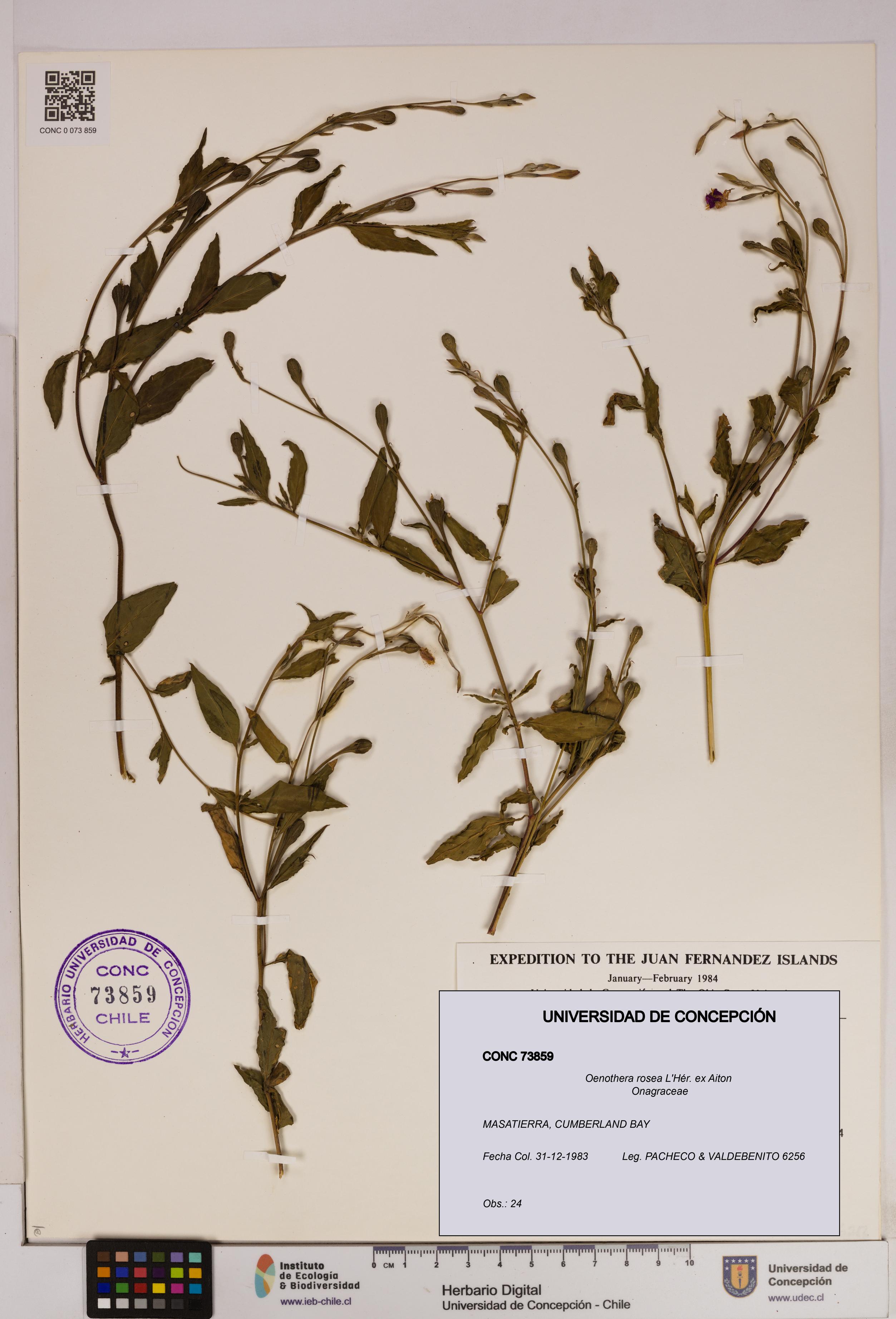 Oenothera rosea [Espécimen: UDEC:CONC:0073859]
