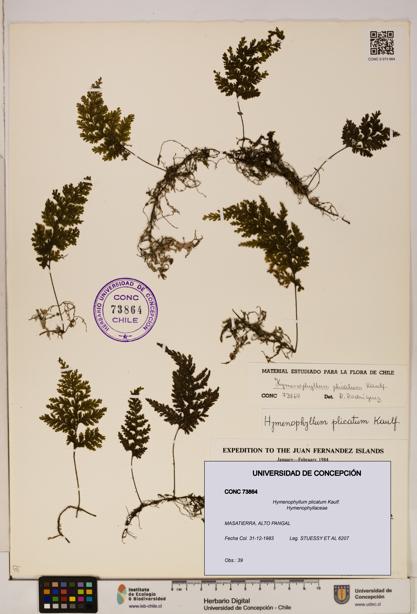 Hymenophyllum plicatum [Espécimen: ]