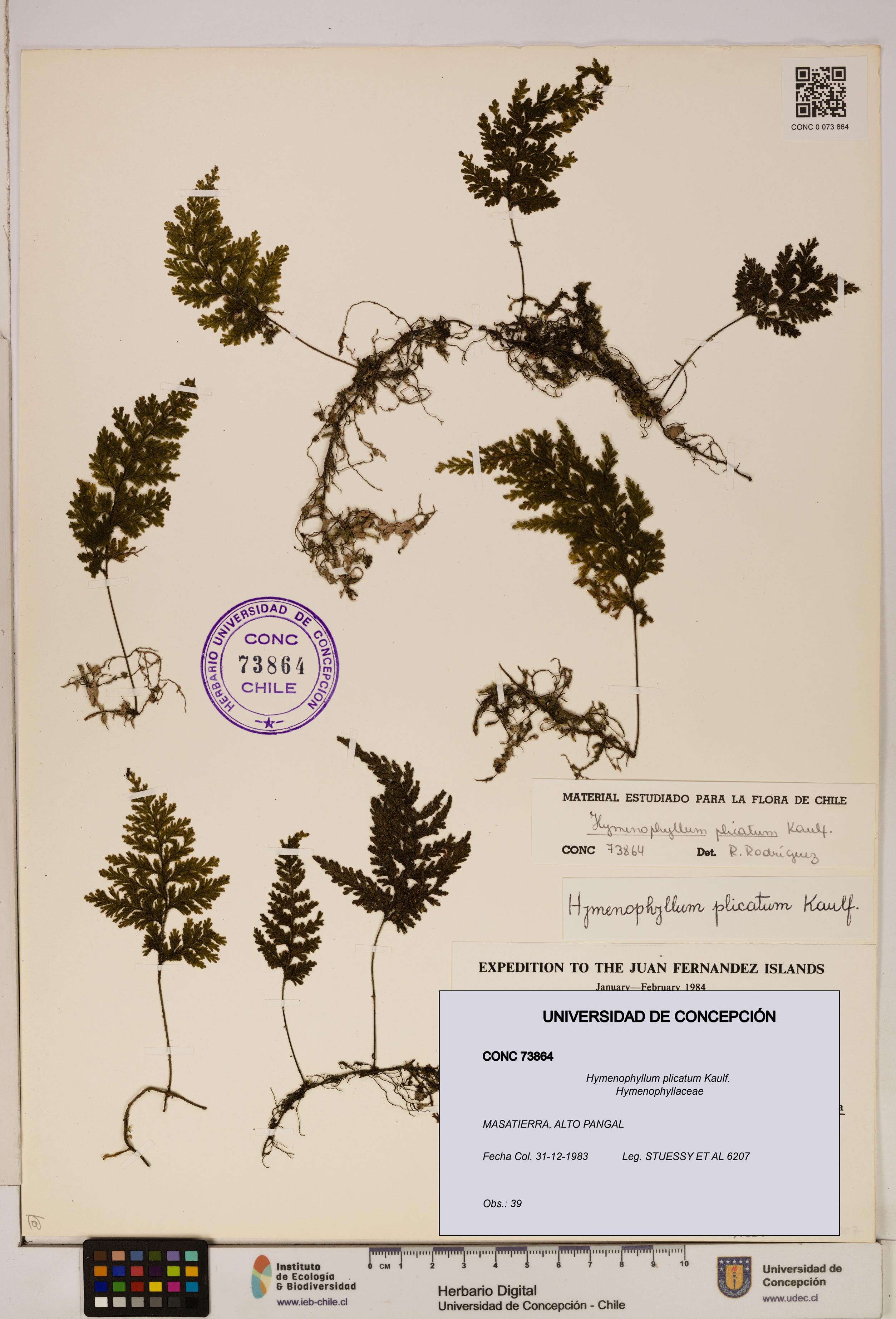 Hymenophyllum plicatum [Espécimen: ]