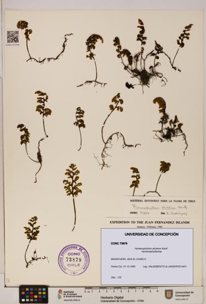 Hymenophyllum plicatum [Espécimen: ]